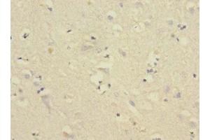 Immunohistochemistry of paraffin-embedded human brain tissue using ABIN7148474 at dilution of 1:100 (Contactin 4 Antikörper  (AA 777-1026))