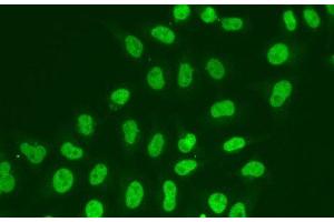 Immunofluorescence analysis of A549 cells using POLR2J Polyclonal Antibody