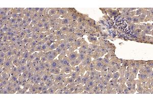 Detection of CDNF in Mouse Liver Tissue using Monoclonal Antibody to Cerebral Dopamine Neurotrophic Factor (CDNF) (CDNF Antikörper  (AA 25-187))