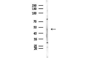 Western blot analysis of lysates from HepG2 cells(LPS,4h treatment), using SLC17 Antibody at 1/1000 dilution.