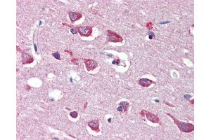 Anti-GRIA4 / GLUR4 antibody IHC of human brain, cortex. (GRIA4 Antikörper  (AA 279-292))