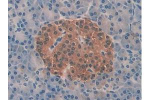 IHC-P analysis of Human Pancreas Tissue, with DAB staining. (PFN2 Antikörper  (AA 5-140))