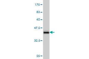 Western Blot detection against Immunogen (36. (GATA2 Antikörper  (AA 1-102))