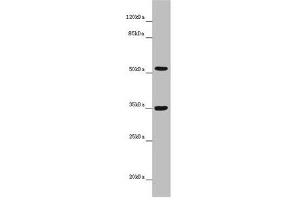 Western blot All lanes: KCNS3 antibody at 6. (KCNS3 Antikörper  (AA 1-180))