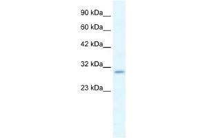 Western Blotting (WB) image for anti-Purinergic Receptor P2X, Ligand-Gated Ion Channel, 7 (P2RX7) (N-Term) antibody (ABIN2776335)