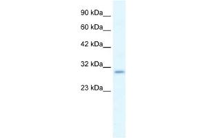 WB Suggested Anti-P2RX7 Antibody Titration:  1. (P2RX7 Antikörper  (N-Term))