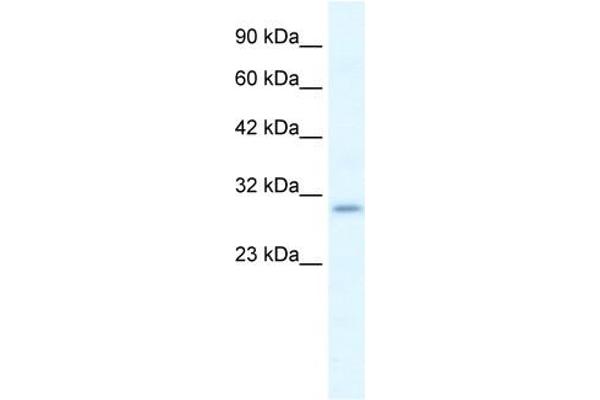 P2RX7 抗体  (N-Term)