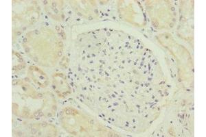 Immunohistochemistry of paraffin-embedded human kidney tissue using ABIN7165639 at dilution of 1:100 (HOOK2 Antikörper  (AA 440-719))