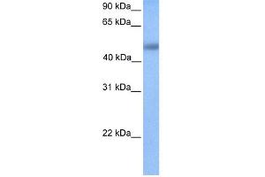 WB Suggested Anti-UBTFL1 Antibody Titration:  0. (UBTFL1 Antikörper  (N-Term))