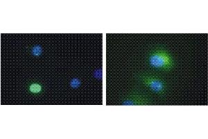 Immunofluorescence (IF) image for anti-Death-Domain Associated Protein (DAXX) antibody (ABIN187532) (DAXX Antikörper)
