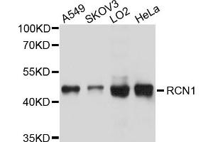 Western blot analysis of extracts of various cell lines, using RCN1 antibody. (RCN1 Antikörper)