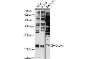 Western blot analysis of extracts of various cell lines, using C antibody (ABIN7266028) at 1:500 dilution. (Calmodulin 3 Antikörper  (AA 1-100))