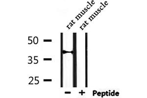 Western blot analysis of extracts from rat muscle, using Cytochrome P450 27C1 Antibody.