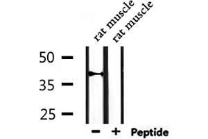 Western blot analysis of extracts from rat muscle, using Cytochrome P450 27C1 Antibody. (CYP27C1 Antikörper)