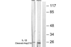 Western blot analysis of extracts from K562 cells and HepG2 cells, using Caspase 1 (Cleaved-Asp210) antibody (ABIN5978453). (Caspase 1 Antikörper  (Cleaved-Asp210, Internal Region))