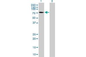 Western Blotting (WB) image for anti-TAF15 RNA Polymerase II, TATA Box Binding Protein (TBP)-Associated Factor, 68kDa (TAF15) (AA 1-592) antibody (ABIN521784)