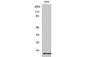 Western Blotting (WB) image for anti-Synuclein, gamma (Breast Cancer-Specific Protein 1) (SNCG) (C-Term) antibody (ABIN3177576) (SNCG Antikörper  (C-Term))