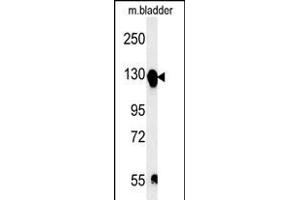 ITGA5 Antibody (C-term) (ABIN651710 and ABIN2840370) western blot analysis in mouse bladder tissue lysates (15 μg/lane). (ITGA5 Antikörper  (AA 796-822))