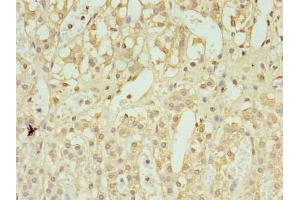 Immunohistochemistry of paraffin-embedded human adrenal gland tissue using ABIN7174554 at dilution of 1:100 (UBL7 Antikörper  (AA 1-300))