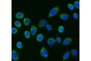 IF analysis of APP-1/PABPC4 using anti-APP-1/PABPC4 antibody (ABIN7603019).