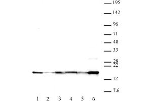 Histone H2A. (H2AFX Antikörper)