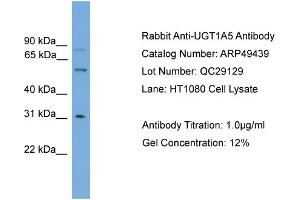 WB Suggested Anti-UGT1A5  Antibody Titration: 0.