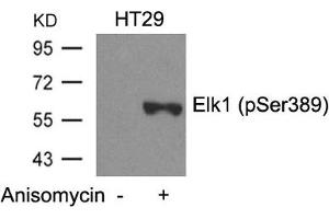 Western blot analysis of extracts from HT29 cells untreated or treated with Anisomycin using Elk1(Phospho-Ser389) Antibody. (ELK1 Antikörper  (pSer389))