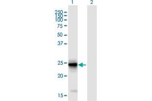 FIBIN antibody  (AA 1-211)