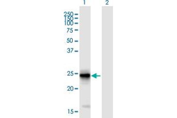 FIBIN antibody  (AA 1-211)