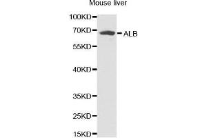 Western Blotting (WB) image for anti-Albumin (ALB) antibody (ABIN3021925) (Albumin Antikörper)