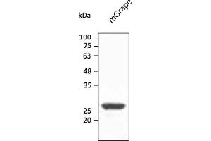 Western Blotting (WB) image for anti-mGrape Fluorescent Protein antibody (ABIN7273104) (mGrape Fluorescent Protein Antikörper)