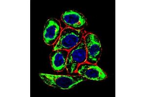 Confocal immunofluorescent analysis of X6 Antibody (Ascites) ABIN659068 with Hela cell followed by Alexa Fluor® 488-conjugated goat anti-mouse lgG (green).