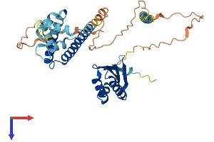 NECAB3 Protein (AA 1-396) (His tag)
