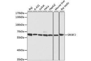 Western blot analysis of extracts of various cell lines, using SREBF2 antibody. (SREBF2 Antikörper  (AA 1-220))