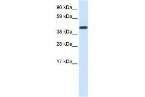WB Suggested Anti-CNOT2 Antibody Titration:  1. (CNOT2 Antikörper  (Middle Region))