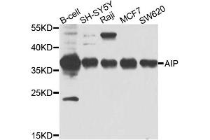 Western blot analysis of extracts of various cell lines, using AIP antibody. (AIP Antikörper)