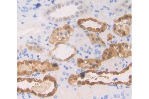 Used in DAB staining on fromalin fixed paraffin- embedded kidney tissue (EPB41 Antikörper  (AA 210-497))