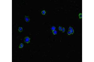 Immunofluorescent analysis of HepG2 cells using ABIN7157130 at dilution of 1:100 and Alexa Fluor 488-congugated AffiniPure Goat Anti-Rabbit IgG(H+L) (ISPD Antikörper  (AA 1-264))