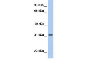 WB Suggested Anti-SRPRB Antibody Titration:  0. (SRPRB Antikörper  (Middle Region))