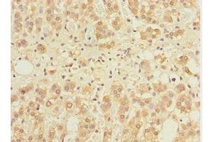 Immunohistochemistry of paraffin-embedded human adrenal gland tissue using ABIN7153515 at dilution of 1:100 (GABARAPL1 Antikörper  (AA 1-117))