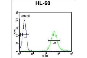 FUT6 Antibody (Center) (ABIN651118 and ABIN2840083) flow cytometric analysis of HL-60 cells (right histogram) compared to a negative control cell (left histogram). (FUT6 Antikörper  (AA 102-130))