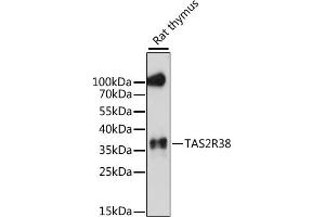 Western blot analysis of extracts of rat thymus, using TR38 antibody (ABIN7270736) at 1:1000 dilution. (TAS2R38 Antikörper  (AA 150-250))
