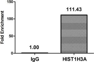 Chromatin Immunoprecipitation Hela (4*10 6 , treated with 30 mM sodium butyrate for 4h) were treated with Micrococcal Nuclease, sonicated, and immunoprecipitated with 5 μg anti-HIST1H3A (ABIN7139182) or a control normal rabbit IgG. (HIST1H3A Antikörper  (acLys4))
