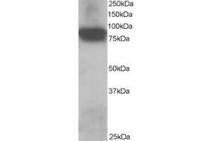 ABIN184775 staining (0. (JUP Antikörper  (C-Term))