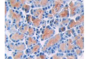 DAB staining on IHC-P; Samples: Rat Pancreas Tissue (Thymidine Phosphorylase Antikörper  (AA 33-290))