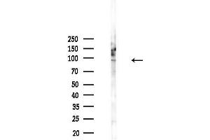 anti-Centrosomal Protein 97kDa (CEP97) (Internal Region) antibody