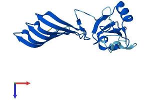 MORN5 Protein (AA 1-161) (His tag)