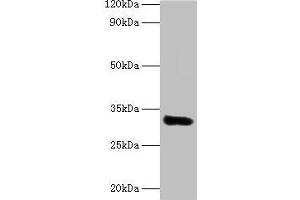 Western blot All lanes: EEF1D antibody at 2 μg/mL + MCF-7 whole cell lysate Secondary Goat polyclonal to rabbit lgG at 1/15000 dilution Predicted band size: 32, 72, 29, 30 kDa Observed band size: 32 kDa (EEF1D Antikörper  (AA 2-281))