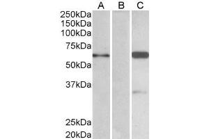 HEK293 lysate (10ug protein in RIPA buffer) over expressing Human BAIAP2 with DYKDDDDK tag probed with ABIN184627 (1. (BAIAP2 Antikörper  (C-Term))