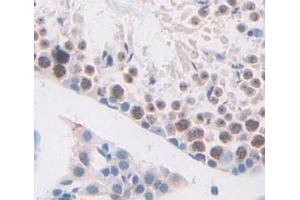 Used in DAB staining on fromalin fixed paraffin- embedded testis tissue (HMGB4 Antikörper  (AA 25-167))